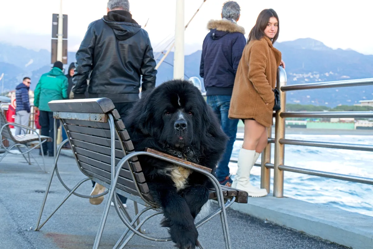 Photo from forte dei marmi, 11 Dec 2022