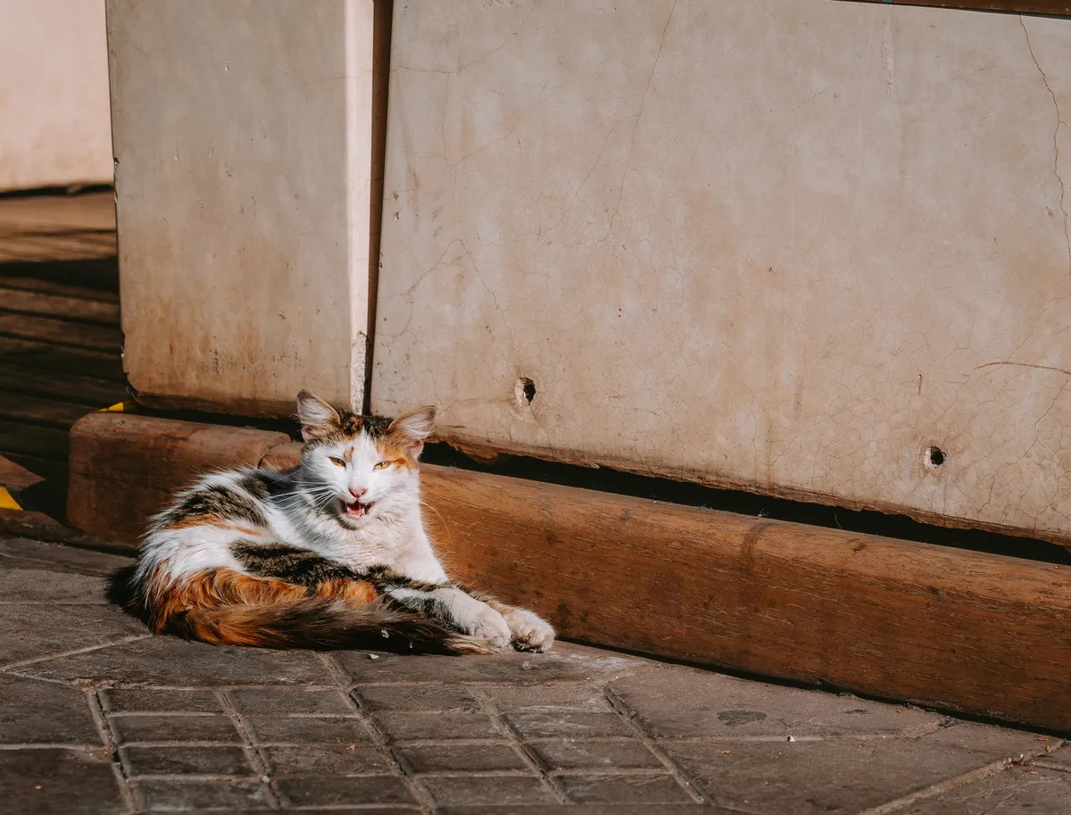 Photo from marrakech, 19 Jan 2025