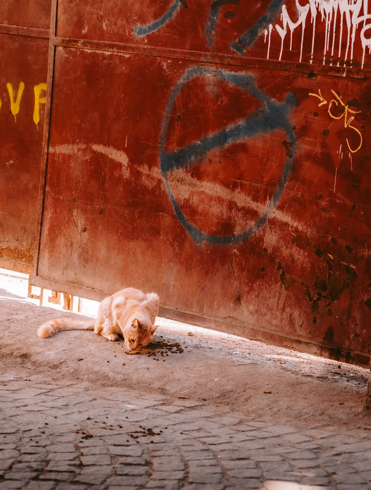Photo from marrakech, 19 Jan 2025