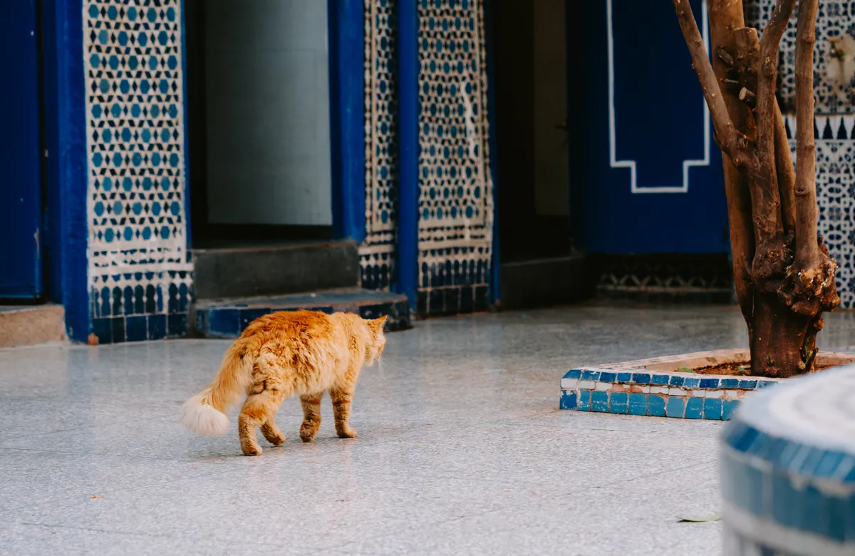 Photo from marrakech, 19 Jan 2025