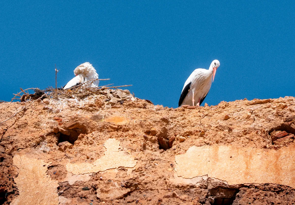 Photo from marrakech, 20 Jan 2025