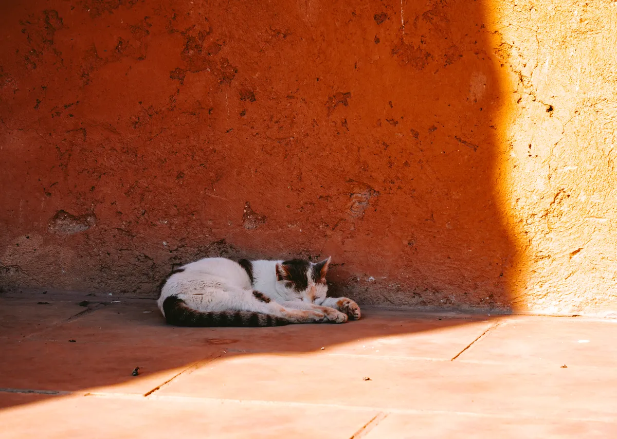 Photo from marrakech, 20 Jan 2025