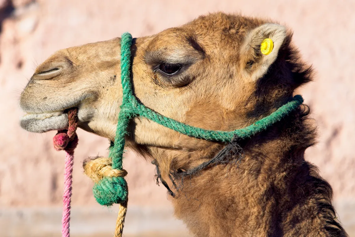 Photo from marrakech, 21 Jan 2025